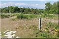 Footpath, Chobham Common