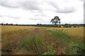 Willowherb & Winter wheat