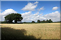 Oats near Tiddington