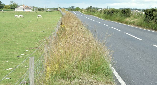 The Whitechurch Road, Ganaway, Ballywalter (July 2015)