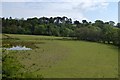 A marshy pool beside the railway south of Goathland