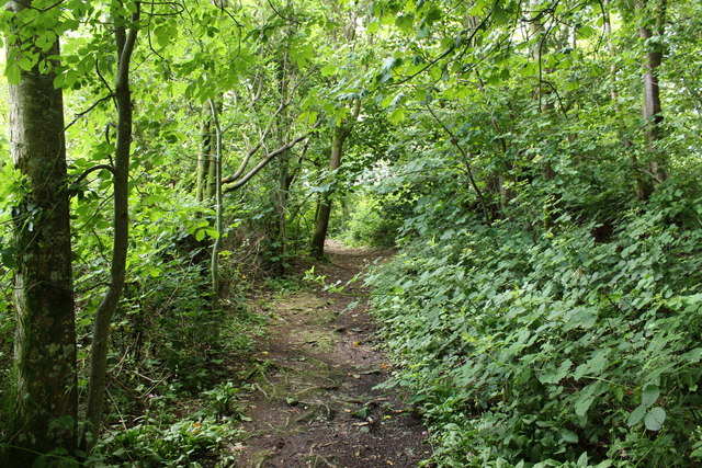 Woodland Trail, Inchmahome Island © Billy McCrorie cc-by-sa/2.0 ...