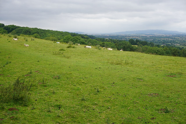 Sheep near Bold Gap
