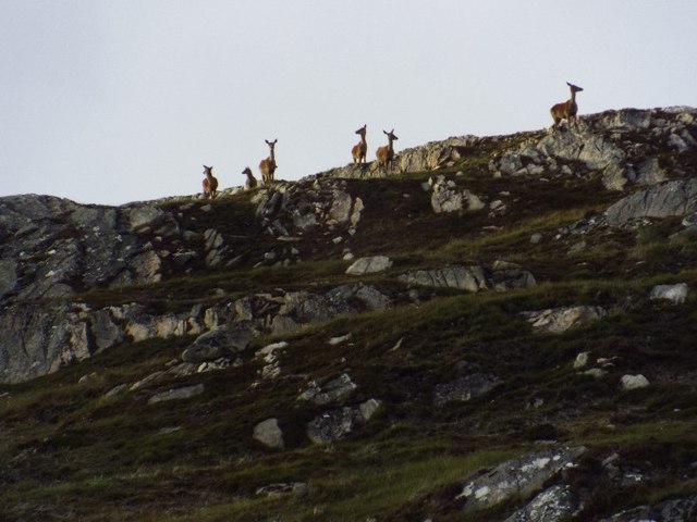 Hinds on Carn Coire nan Con in Glencalvie Forest