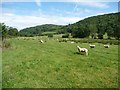 SN6083 : Sheep in Dyffryn Clarach by Christine Johnstone