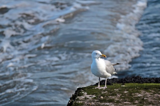 European Herring Gull, Seacombe