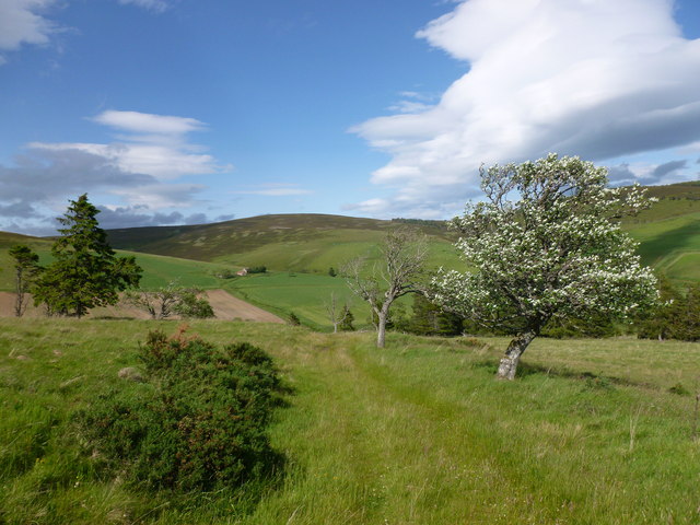 Hillside above Tornabuckle Wood