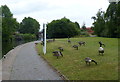 Canada geese along the towpath