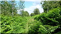 Bridleway through West Lawn Common