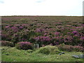 NZ7611 : Heather in bloom, Roxby High Moor by JThomas