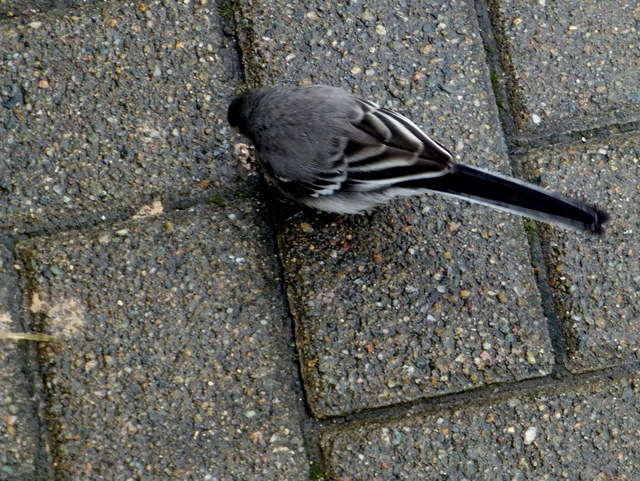 A bird's eye view of a pied wagtail, Omagh