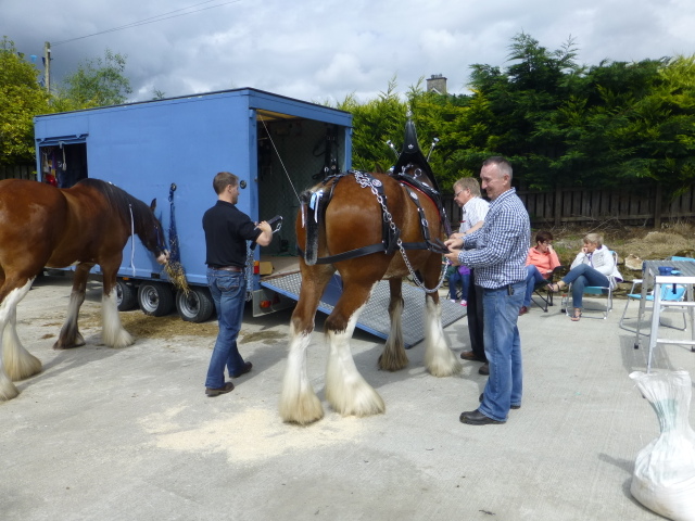 Preparing the Clydesdales horse, Plumbridge