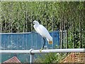 White egret on the New River by New River Avenue, N8