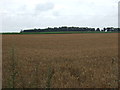 Crop field off Kenninghall Road