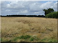 Oilseed rape crop north of Heath Road