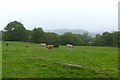 Cows in a field