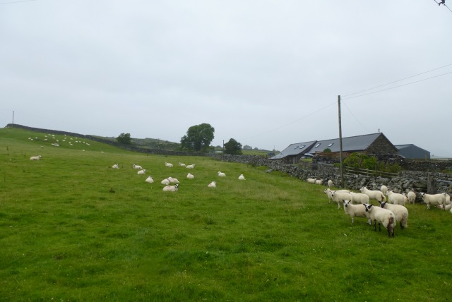 Sheep near Maesyraelfor Farm