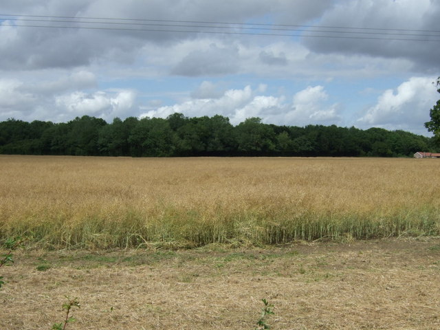 Crop field north of Silfield Road