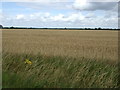 Crop field east of Silfield Road