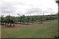 Apples on Merton farm