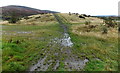 Muddy track towards a mound, Maesteg