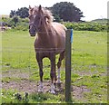 Horse in paddock