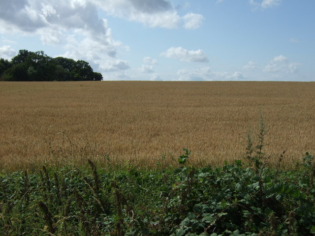 Crop field off the A140