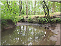 Bradley Brook meandering through White Bridge Wood