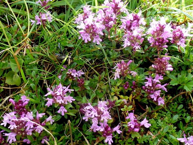 Wild Thyme, Nant Bwch © Jonathan Billinger cc-by-sa/2.0 :: Geograph ...