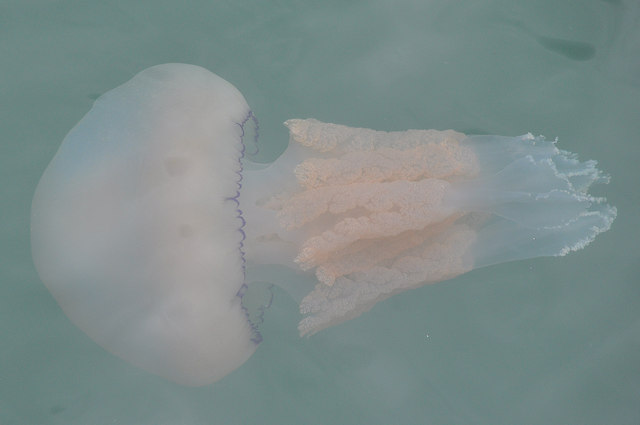 Torquay : Barrel Jellyfish © Lewis Clarke :: Geograph Britain and Ireland