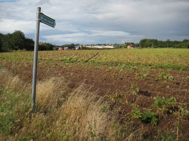 Footpath and potato field