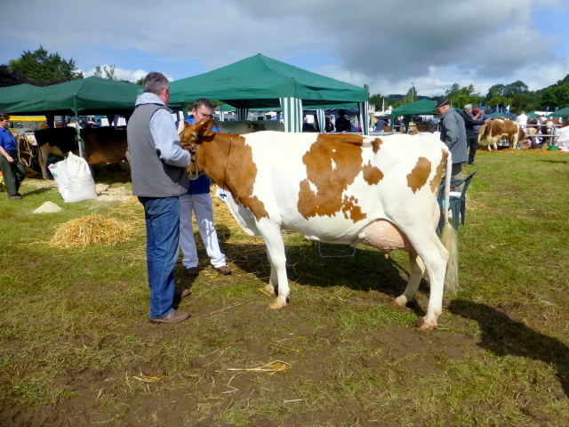 Cow, Clogher Valley Agricultural Show