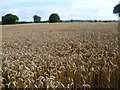 Field of wheat alongside Cuckoo Lane