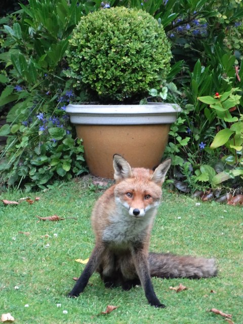 Fred the suburban fox in Sheffield