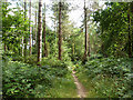 Path, Alice Holt Forest