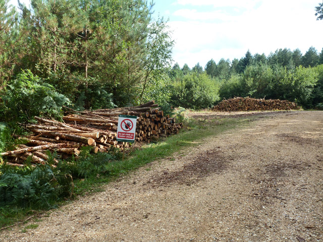 Timber stacks, Alice Holt Forest