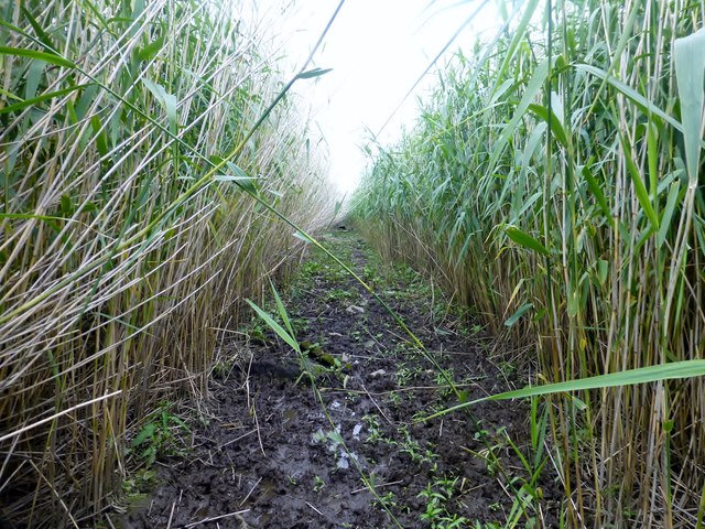 Pathway Through The Reeds