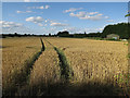 Wheat field by Rampton Road