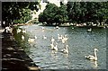 Swans on the Ouse at Bedford