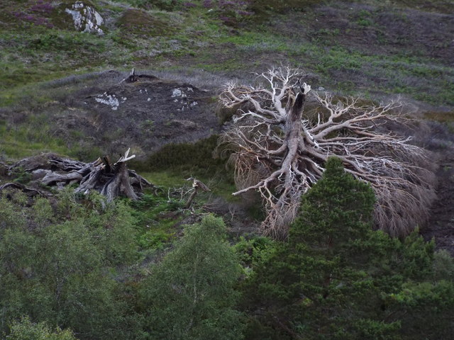 HE or lightning - someone didn't like this tree by Allt Coire nan Con in Glencalvie Forest