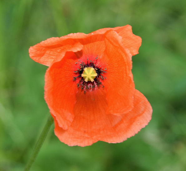 Poppy, Comber Greenway, Dundonald (August 2015)