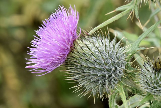 Thistle, Comber Greenway, Dundonald (August 2015)