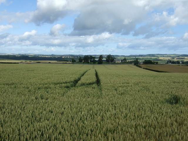 Crop field off the A698