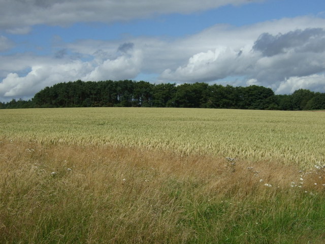 Crop field towards woodland