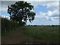 Grazing and hedgerow