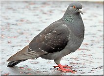 J3473 : Feral pigeon, Belfast (August 2015) by Albert Bridge