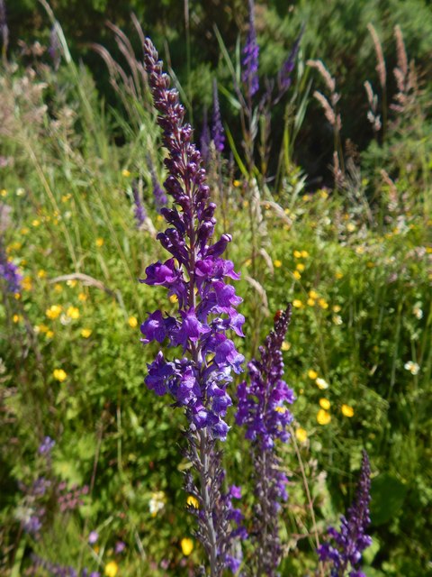 Purple Toadflax © Lairich Rig cc-by-sa/2.0 :: Geograph Britain and Ireland