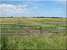 TG4419 : Marsh pasture on Heigham Holmes by Evelyn Simak