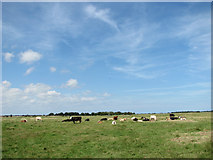 TG4420 : Cattle grazing on Heigham Holmes by Evelyn Simak