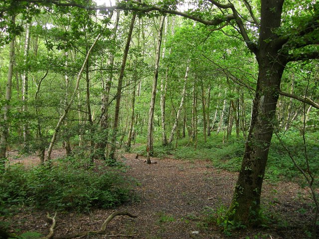 Scaynes Hill Common © Simon Carey cc-by-sa/2.0 :: Geograph Britain and ...